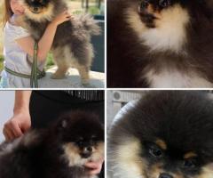 Show class Pomeranian Spitz puppy for sale