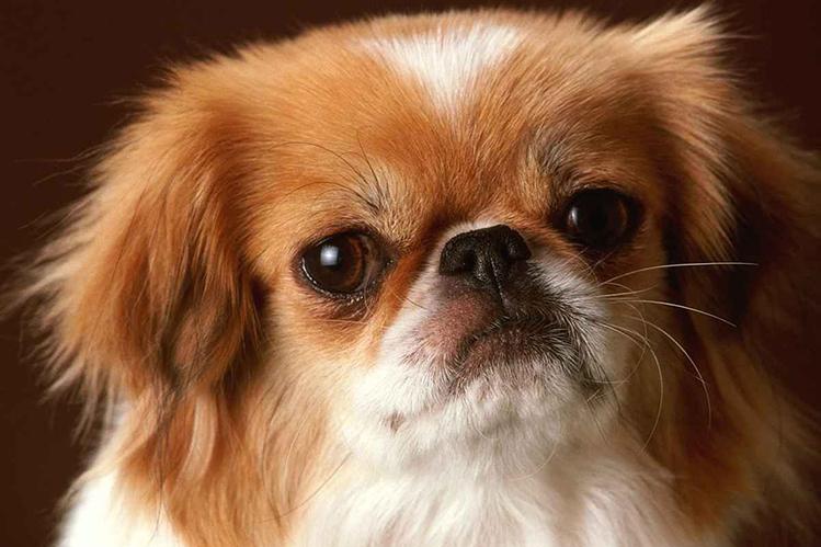 Serves puppy Pekingese baby will be no more than 4-5kg eat pro