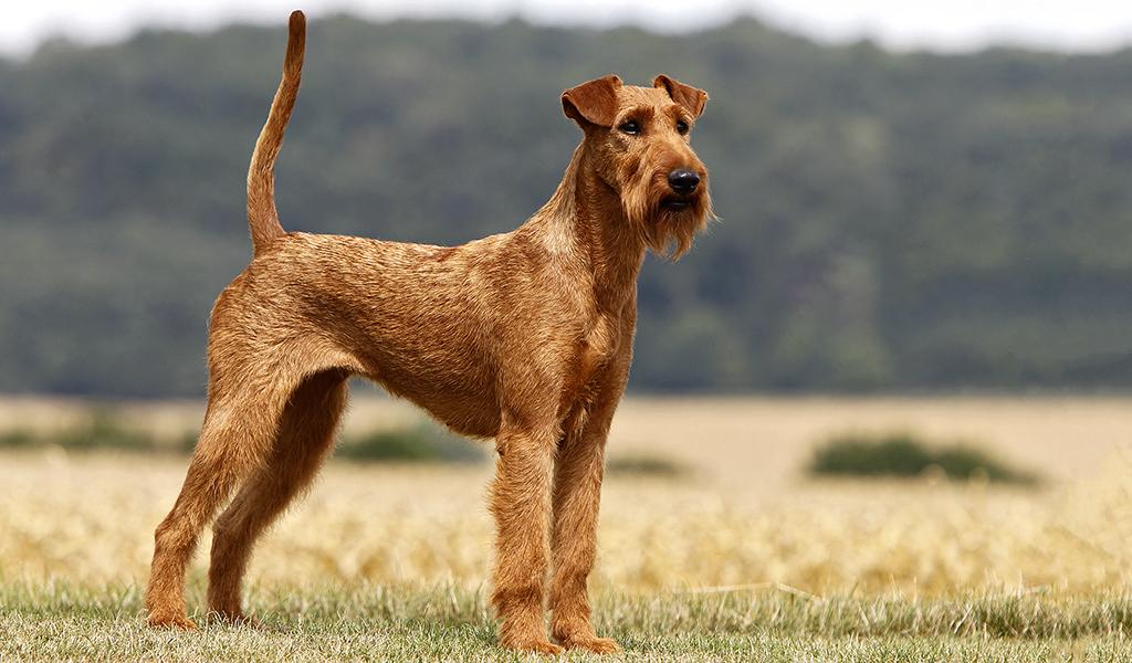 Irish Terrier puppies (three girls) available for reservation. Born 13.05.2024 in Es