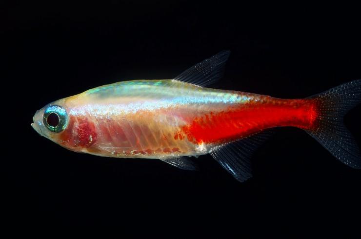 Neon golden - bright, peaceful and gregarious fish. I am located in Ulbrok or possible delivery to y