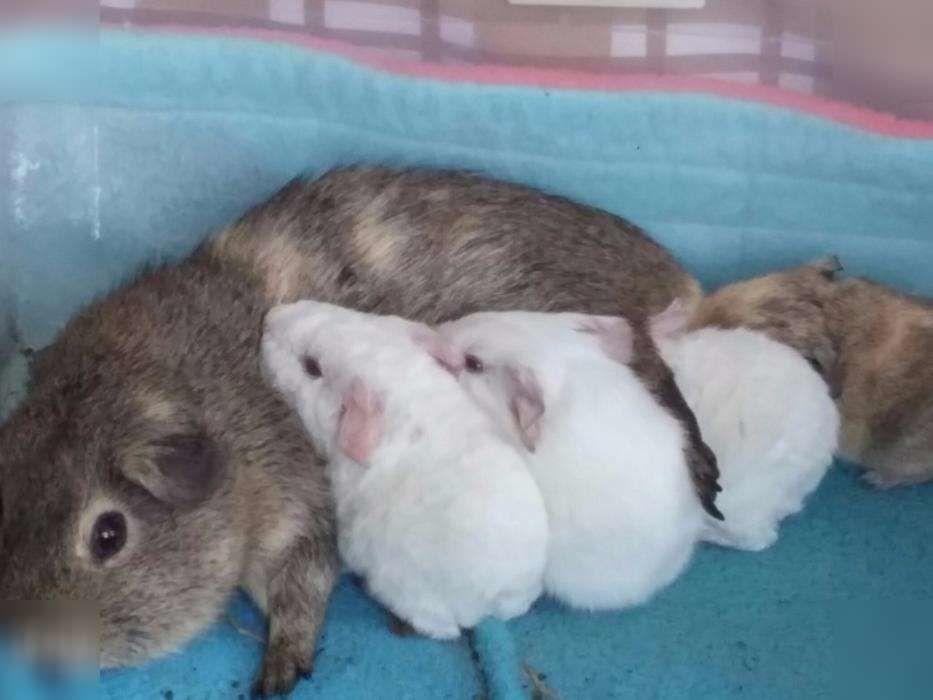 The guinea pigs were born on April 21
 
 Located near Riga, 