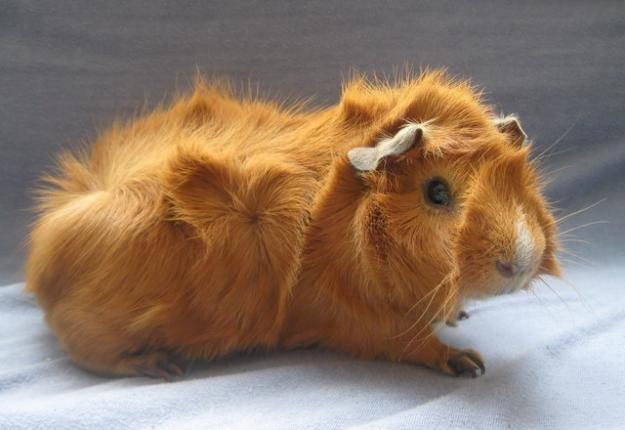 Selling a gorgeous long-necked guinea pig named Mathis
  - 1