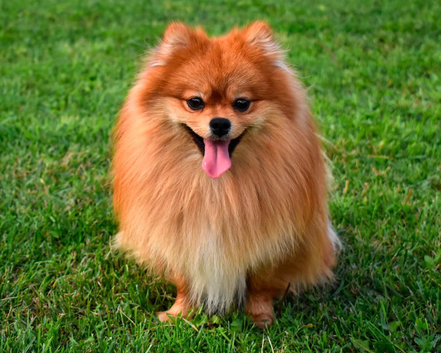 Offered for sale Super boy, in bear type, Pomeranian Spitz. At the time of sale will have a full pac